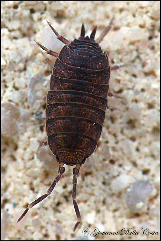 Porcellio sp.